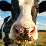 Играю на корову