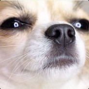 JinjiCorgi