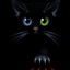 Black Cat