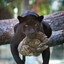 Panfuricus
