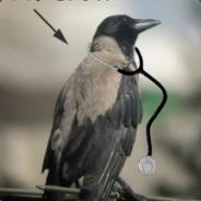 Dr. Crow/Ben Redic Fy Fazan - steam id 76561198047159478