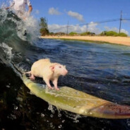 rat on a surfboard