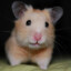 Hamster