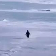 YALNIZ PENGUEN