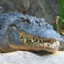 ALLIGATOR&quot;13&quot;