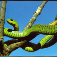 Boomslang