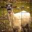 Bitch Goat