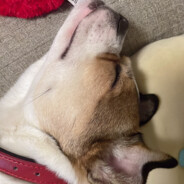 卖女孩的小火柴