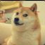 DOGE