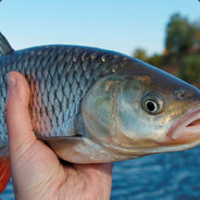 i smell fish