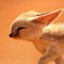 Awesome♥Fennec♂