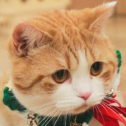 西伯利亚牧羊人