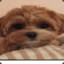 DogCHallenge