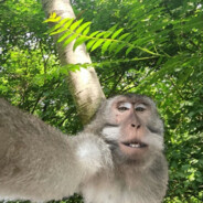 我一个钩爪和你妈牵绳荡悠悠