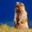 marmot