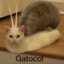 GATOCOL