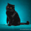 黒猫(Kuro_Neko)