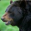 Bearytales