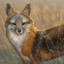 White fox