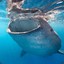 Whalegod