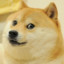 doge pfp