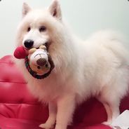 吾必将力挽狂澜 尼古拉斯陈皮