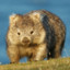 Blue Wombat