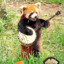 Rapey Red Panda