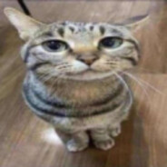 i'm only human after all