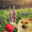 crome_243