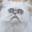 Wilfred