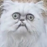 Wilfred