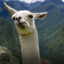 Llama