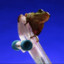 Frog_Sage
