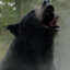 StrategyBear