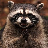 Laugh Racoon avatar