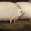 Berenn