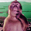 Monkey Pink