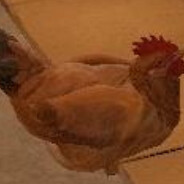 雷鸡！鸡雷の危机！伪