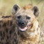 Friendly_hyena