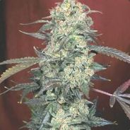 Death "Gram Bo Lubie"