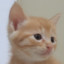 不关曹猫猫的事