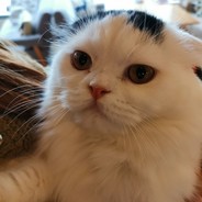 爱阿豪真是太好了