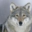 Grey Wolf -ITA-