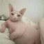 大魔法师西巴猫