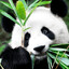 ☯Panda☯