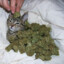 weed cat