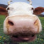 Cowperson14