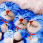 coocoodas
