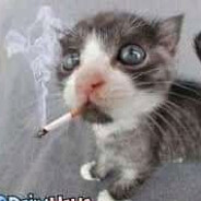 cigar kitty (English edition)